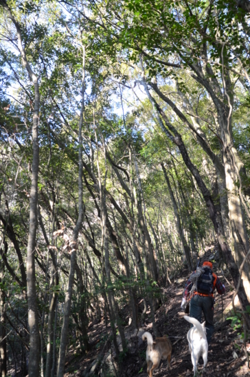 f:id:kurokoshusaru:20130219191226j:image f:id:kurokoshusaru:20130219191226j:image