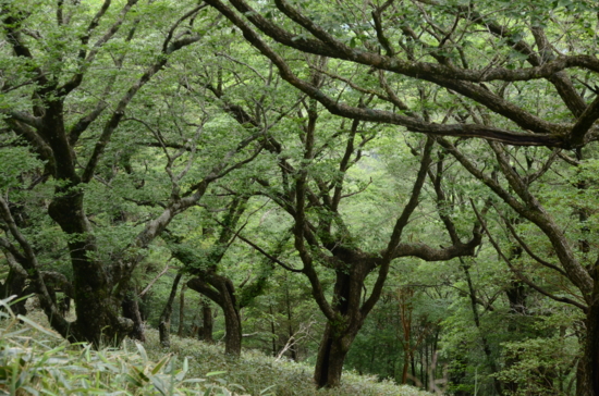 f:id:kurokoshusaru:20130709215335j:image