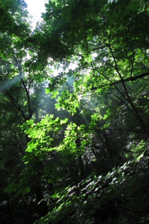 f:id:kurokoshusaru:20130711202124j:image f:id:kurokoshusaru:20130711202124j:image