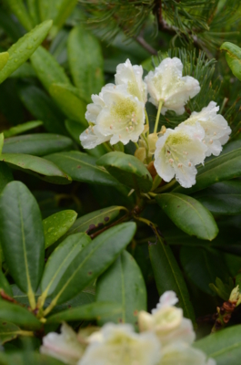 f:id:kurokoshusaru:20130717040718j:image