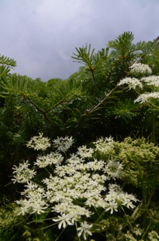 f:id:kurokoshusaru:20130728051241j:image