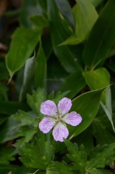 f:id:kurokoshusaru:20130728051302j:image