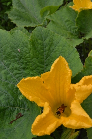 南瓜の花