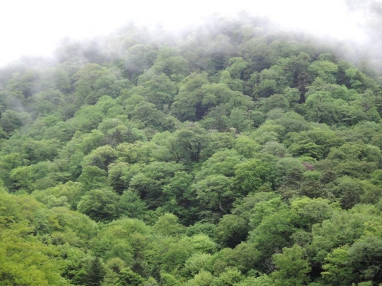 剣山の森