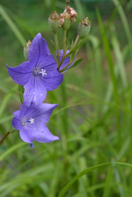 f:id:kurokoshusaru:20150823191658j:image