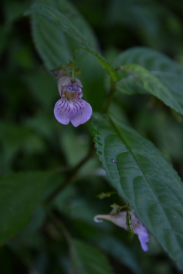 f:id:kurokoshusaru:20150824190607j:image