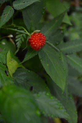 f:id:kurokoshusaru:20150907185842j:image f:id:kurokoshusaru:20150907185842j:image