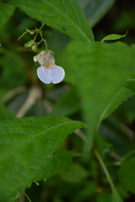 f:id:kurokoshusaru:20150907185902j:image