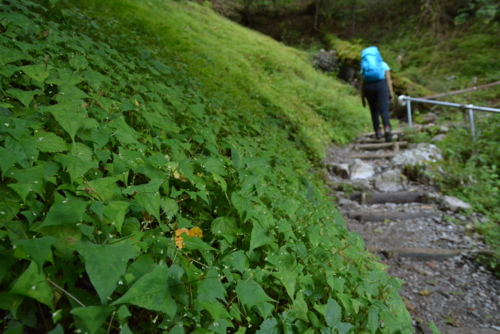 f:id:kurokoshusaru:20150907190122j:image f:id:kurokoshusaru:20150907190122j:image