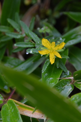 f:id:kurokoshusaru:20150909192434j:image