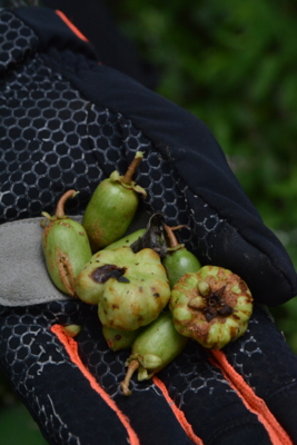 f:id:kurokoshusaru:20150913160448j:image f:id:kurokoshusaru:20150913160448j:image