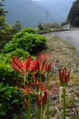 f:id:kurokoshusaru:20150913160826j:image f:id:kurokoshusaru:20150913160826j:image