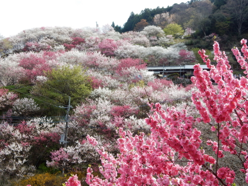 f:id:kurokoshusaru:20160409170746j:image f:id:kurokoshusaru:20160409170746j:image