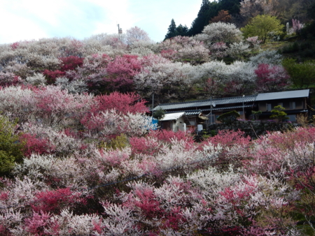 f:id:kurokoshusaru:20160409170816j:image f:id:kurokoshusaru:20160409170816j:image