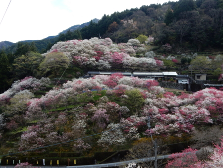 f:id:kurokoshusaru:20160409170845j:image f:id:kurokoshusaru:20160409170845j:image