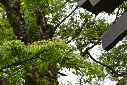 f:id:kurokoshusaru:20160602195402j:image