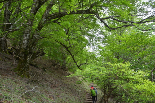 f:id:kurokoshusaru:20160602200023j:image