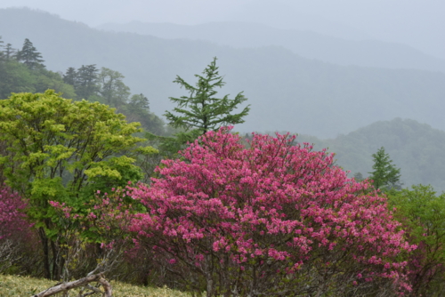 f:id:kurokoshusaru:20160602200454j:image