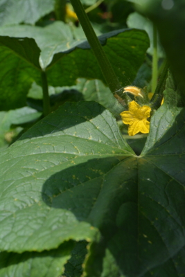 胡瓜の花