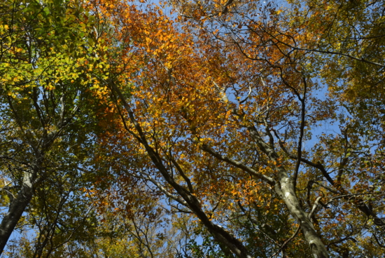 f:id:kurokoshusaru:20161103174643j:image