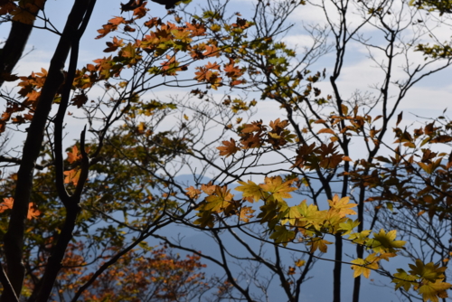 f:id:kurokoshusaru:20161103180500j:image