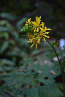 f:id:kurokoshusaru:20161108185835j:image