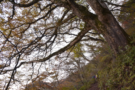 f:id:kurokoshusaru:20161109182209j:image