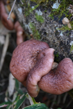 f:id:kurokoshusaru:20161109182332j:image