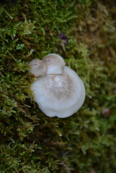 f:id:kurokoshusaru:20161109182357j:image