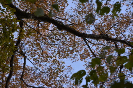 f:id:kurokoshusaru:20161109182421j:image