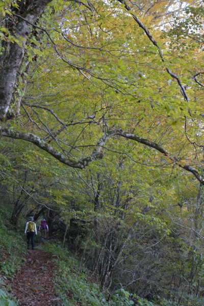 f:id:kurokoshusaru:20161109182627j:image