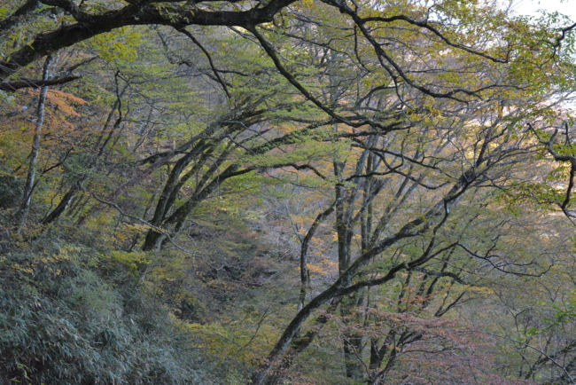 f:id:kurokoshusaru:20161109182914j:image