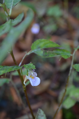 f:id:kurokoshusaru:20161109182932j:image