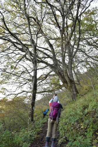 f:id:kurokoshusaru:20161110205808j:image f:id:kurokoshusaru:20161110205808j:image