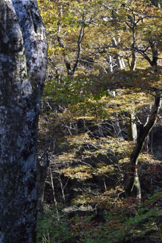 f:id:kurokoshusaru:20161110205945j:image f:id:kurokoshusaru:20161110205945j:image