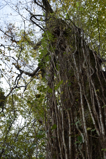 f:id:kurokoshusaru:20161110210536j:image f:id:kurokoshusaru:20161110210536j:image