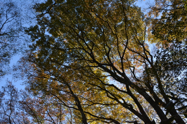 f:id:kurokoshusaru:20161110210815j:image f:id:kurokoshusaru:20161110210815j:image