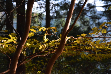 f:id:kurokoshusaru:20161114191147j:image f:id:kurokoshusaru:20161114191147j:image