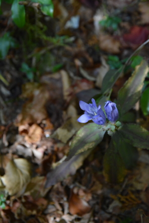 f:id:kurokoshusaru:20161118184911j:image