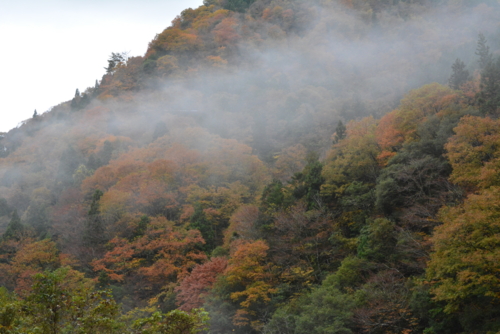 f:id:kurokoshusaru:20161120183528j:image