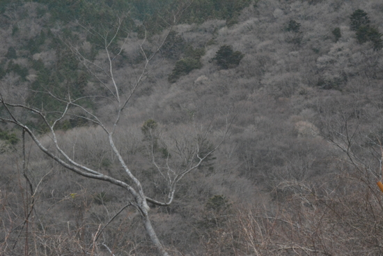 f:id:kurokoshusaru:20170110183101j:image f:id:kurokoshusaru:20170110183101j:image