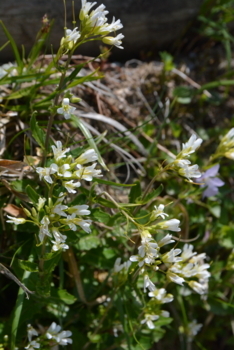 f:id:kurokoshusaru:20170612191751j:image f:id:kurokoshusaru:20170612191751j:image