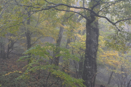 f:id:kurokoshusaru:20171029144001j:image