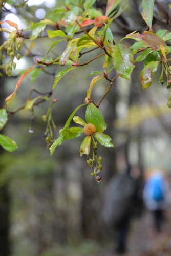 f:id:kurokoshusaru:20171031182815j:image