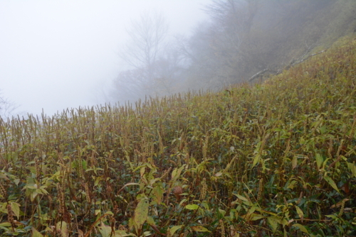 f:id:kurokoshusaru:20171031183126j:image