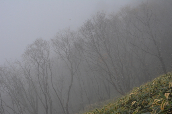 f:id:kurokoshusaru:20171031183724j:image