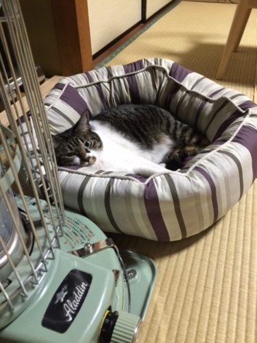 f:id:kurokoshusaru:20171104121314j:image f:id:kurokoshusaru:20171104121314j:image