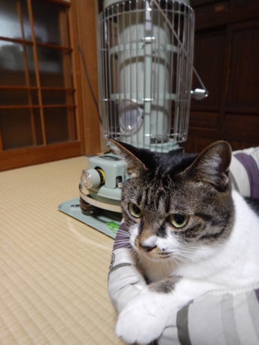 f:id:kurokoshusaru:20171104121529j:image f:id:kurokoshusaru:20171104121529j:image