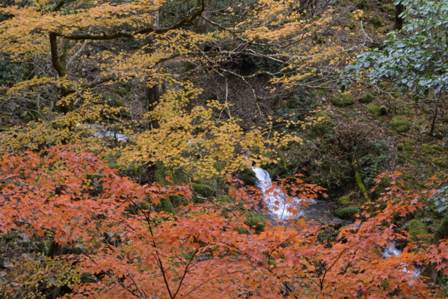 f:id:kurokoshusaru:20171107192130j:image