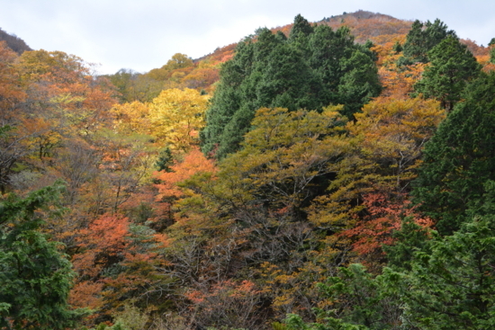 f:id:kurokoshusaru:20171107192451j:image